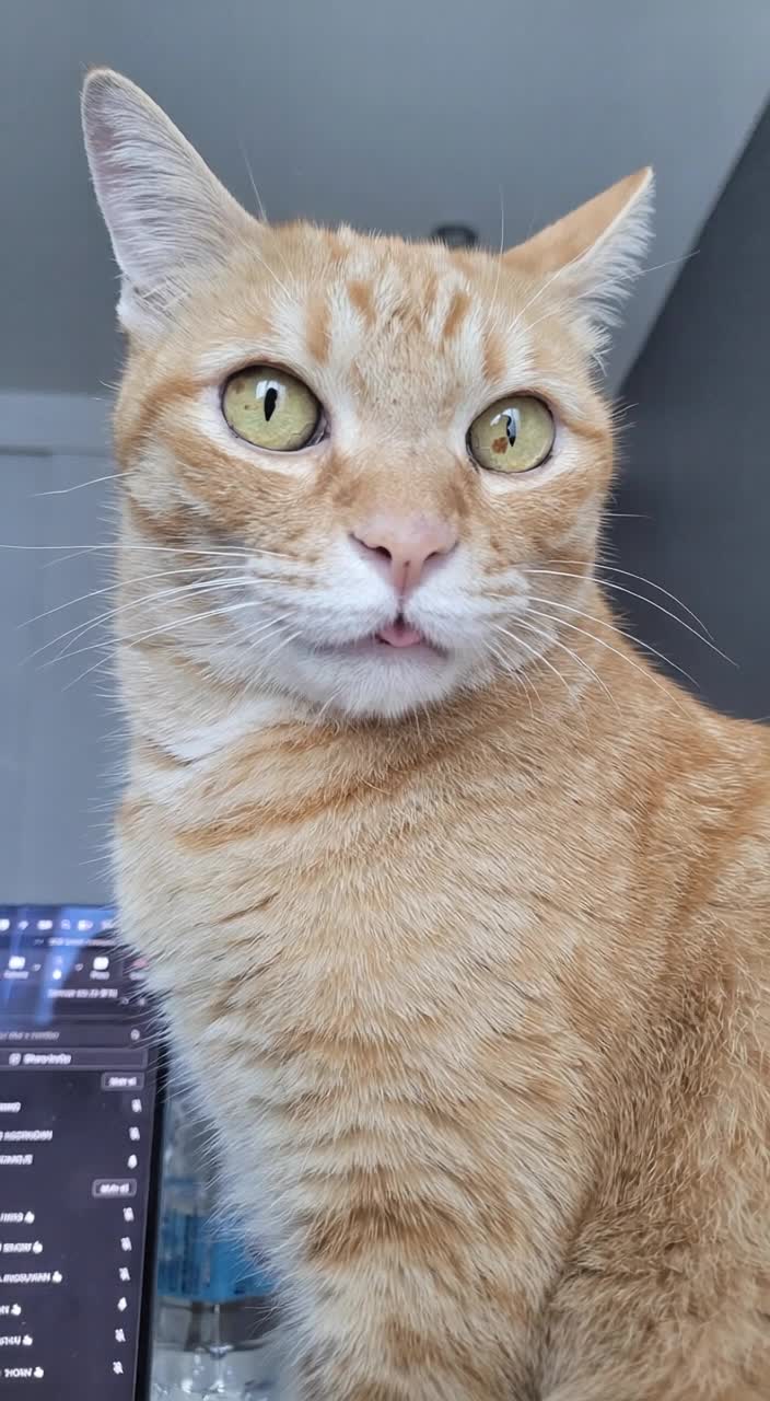 Create a realistic comedic street-interview video using the exact cat…
